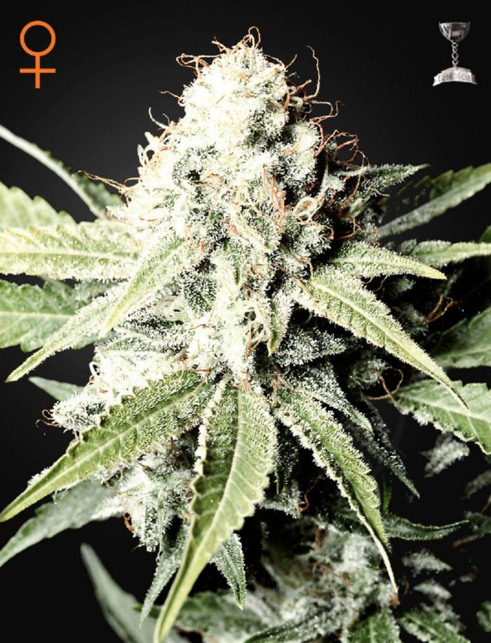 Great White Shark