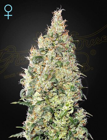 Great White Shark CBD