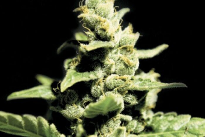Green-O-Matic Auto