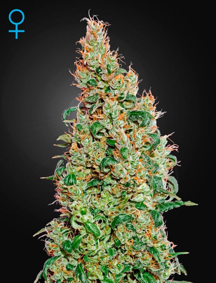 Green-O-Matic Auto