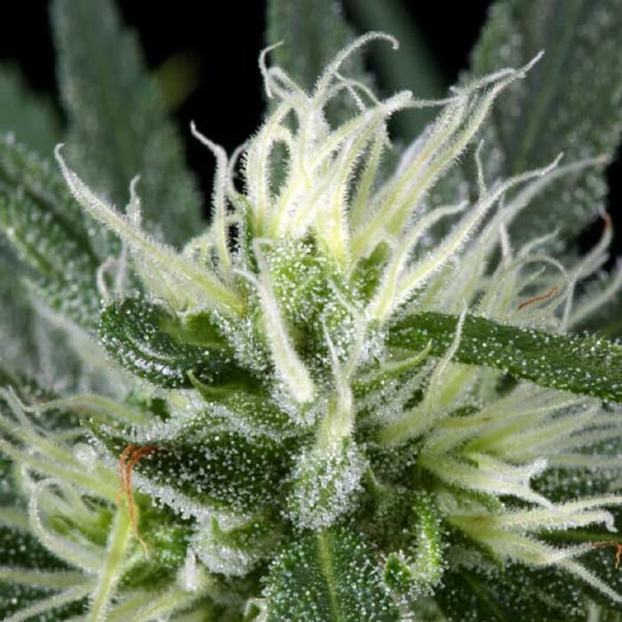 Hawaiian Snow