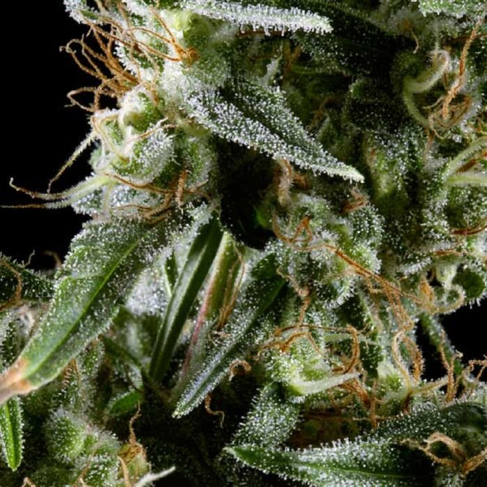 Hawaiian Snow