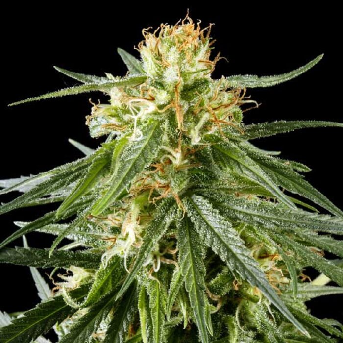 Hawaiian Snow