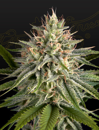 Hawaiian Snow x Sour Banana