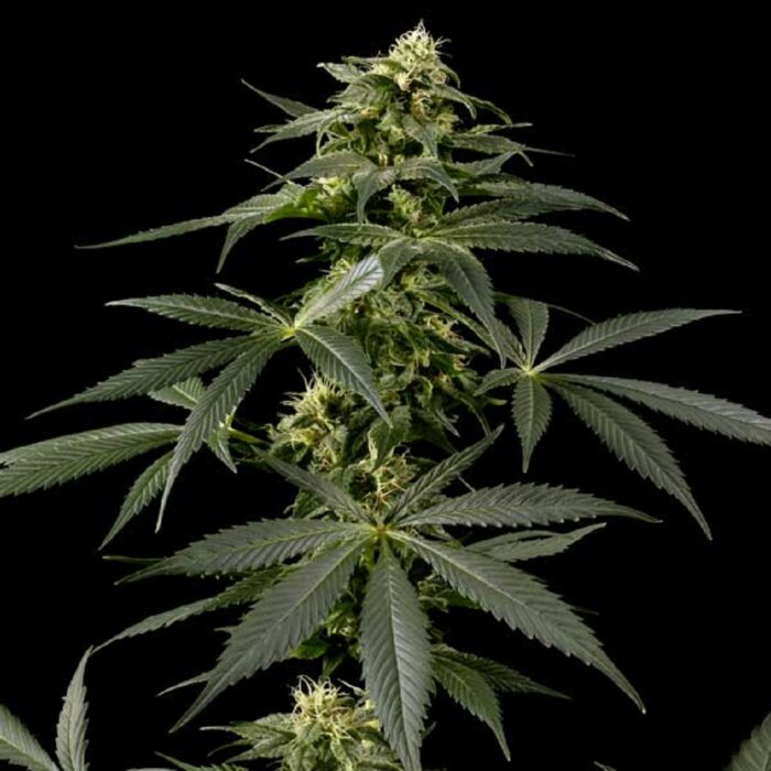 Himalaya Gold