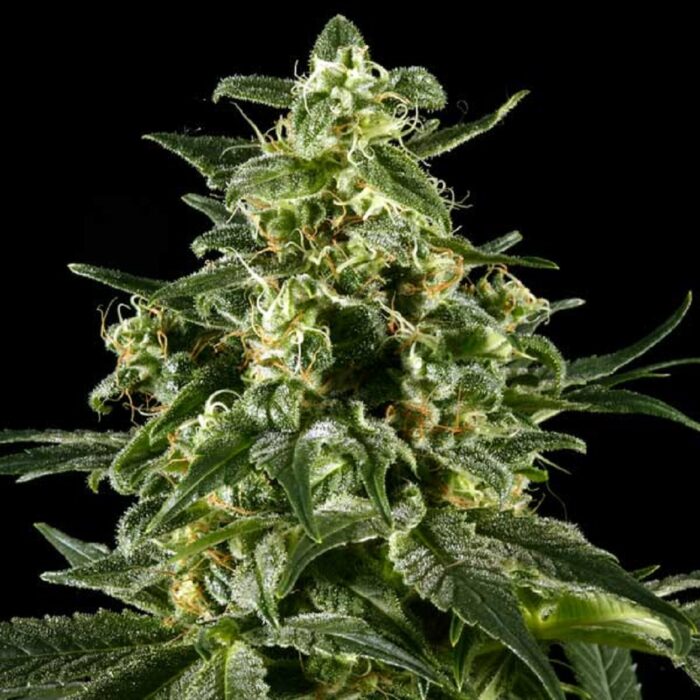 Himalaya Gold