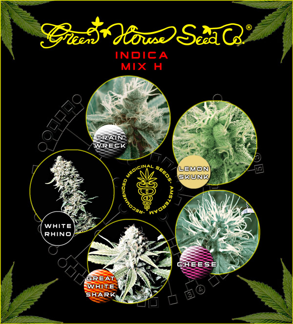 Indica Mix H