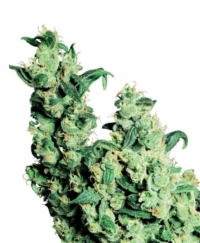 Jack Herer