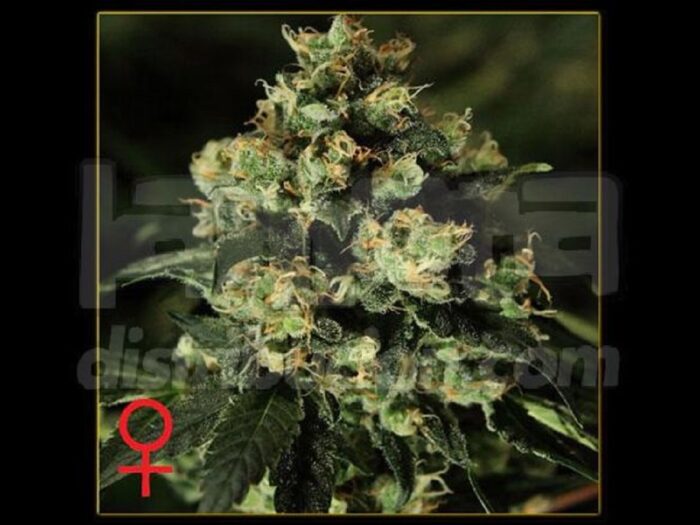 Jack Herer