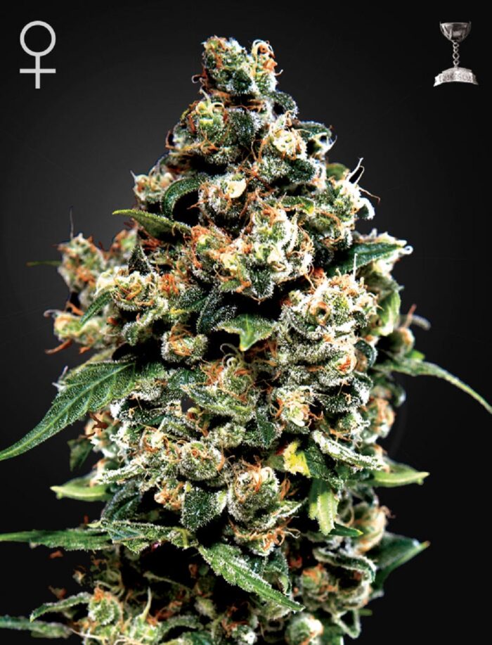 Jack Herer