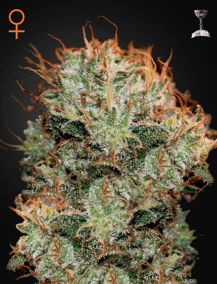 Kaia Kush
