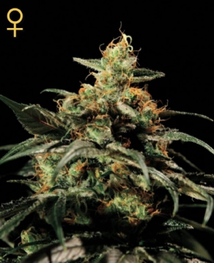 King's Kush