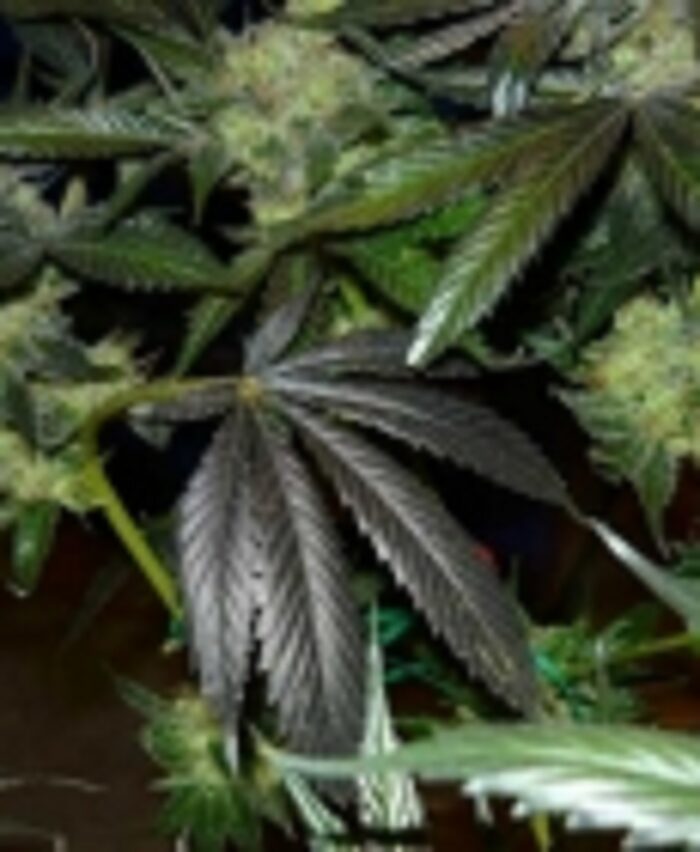 King's Kush