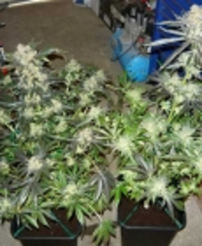 King's Kush