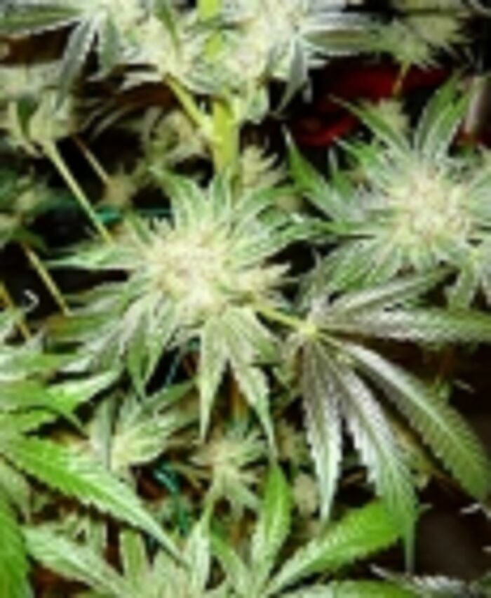 King's Kush