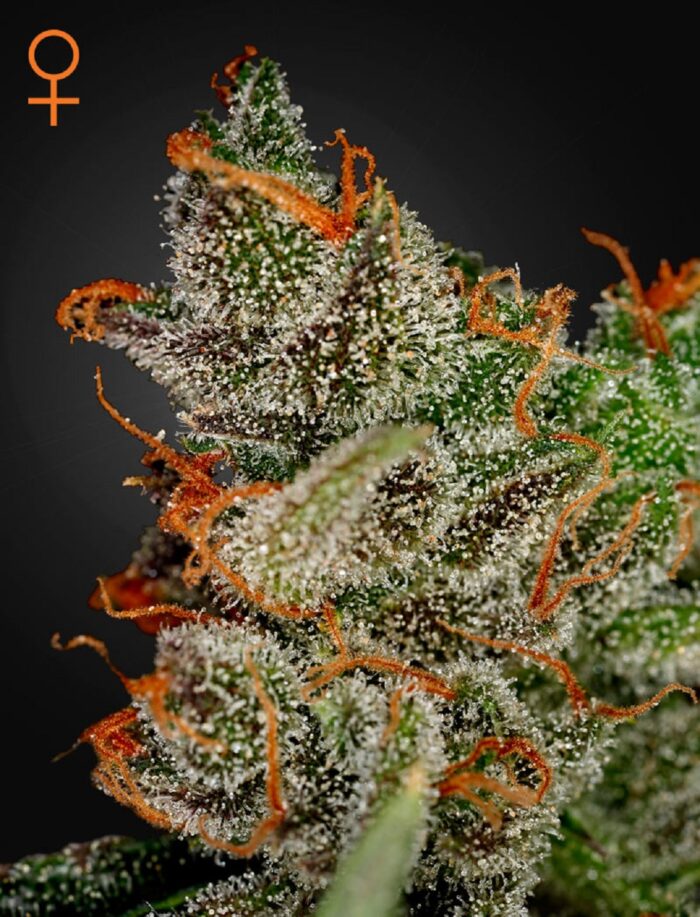 King's Kush