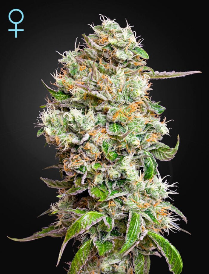 King's Kush Auto CBD
