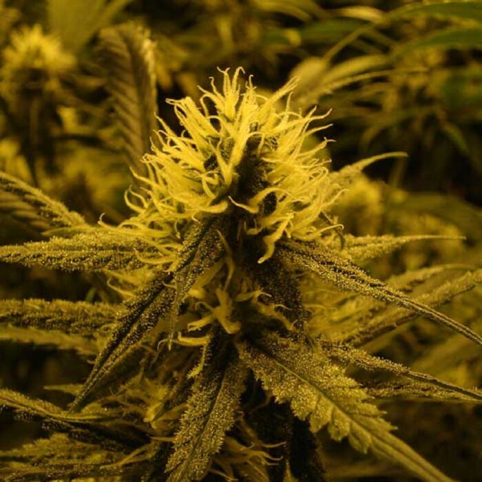 Lemon Skunk