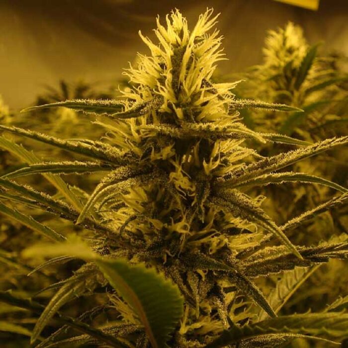 Lemon Skunk