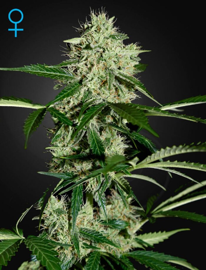 Northern Lights Auto