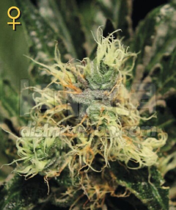 Pure Kush