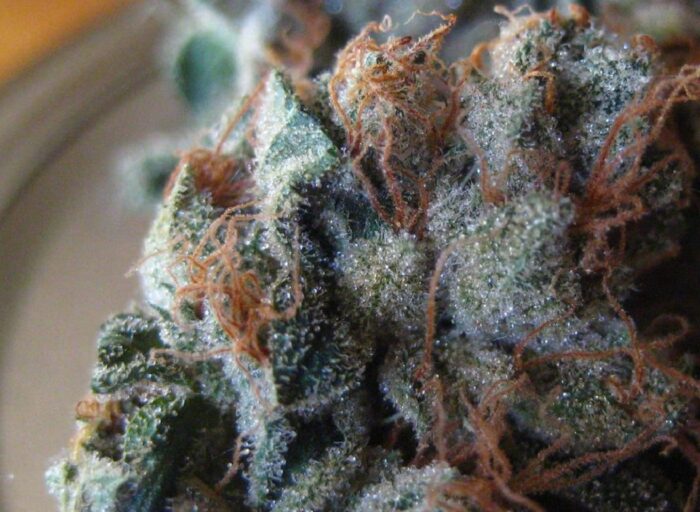 Pure Kush