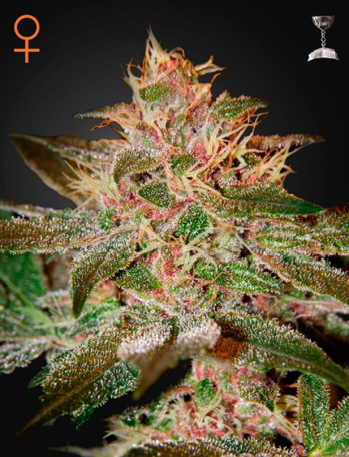 Pure Kush