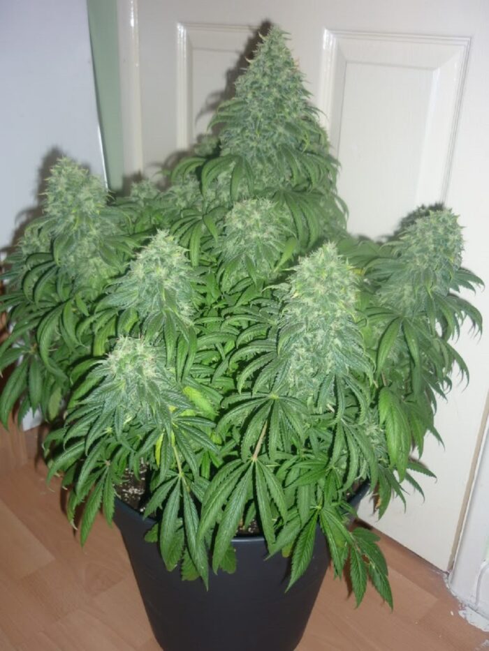Super Bud