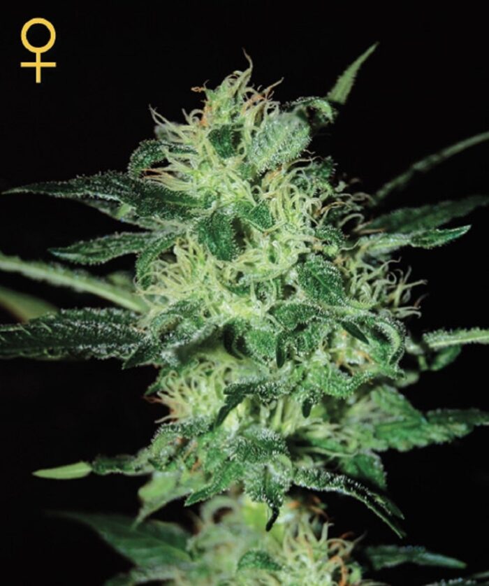Super Critical
