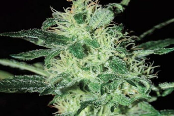 Super Critical