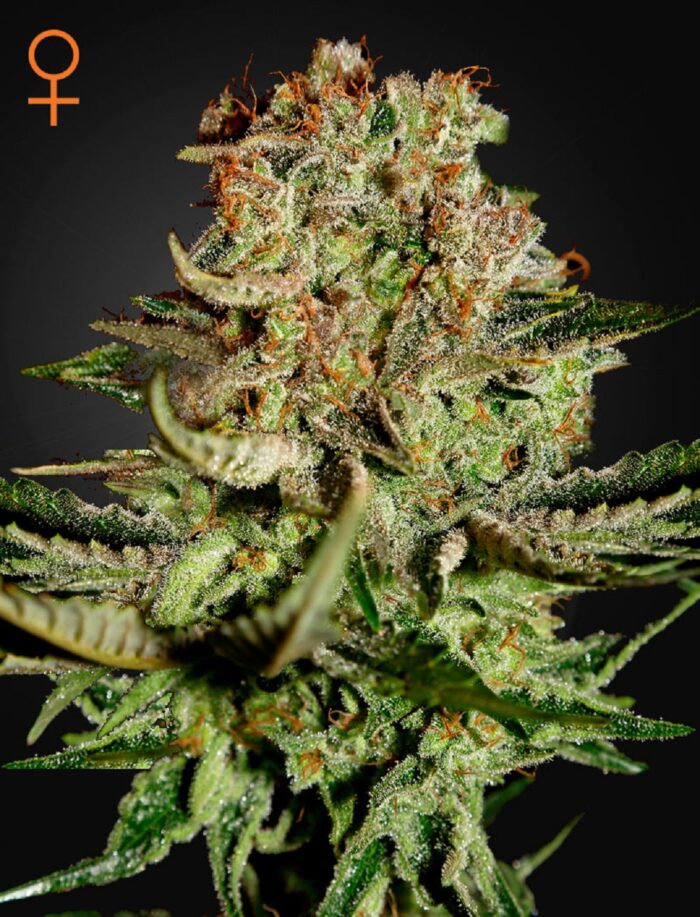 Super Critical