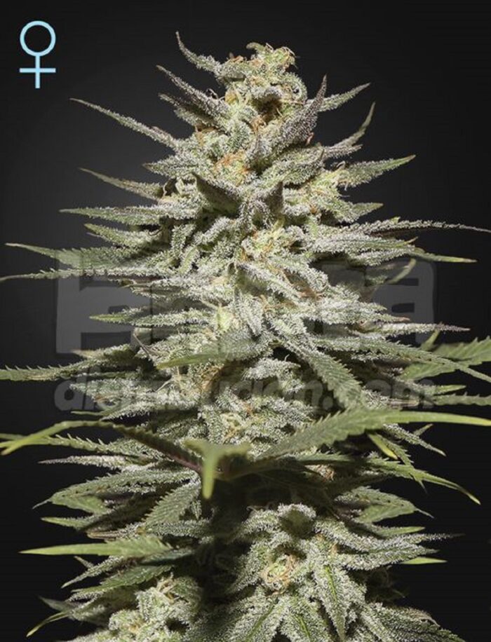Super Lemon Haze