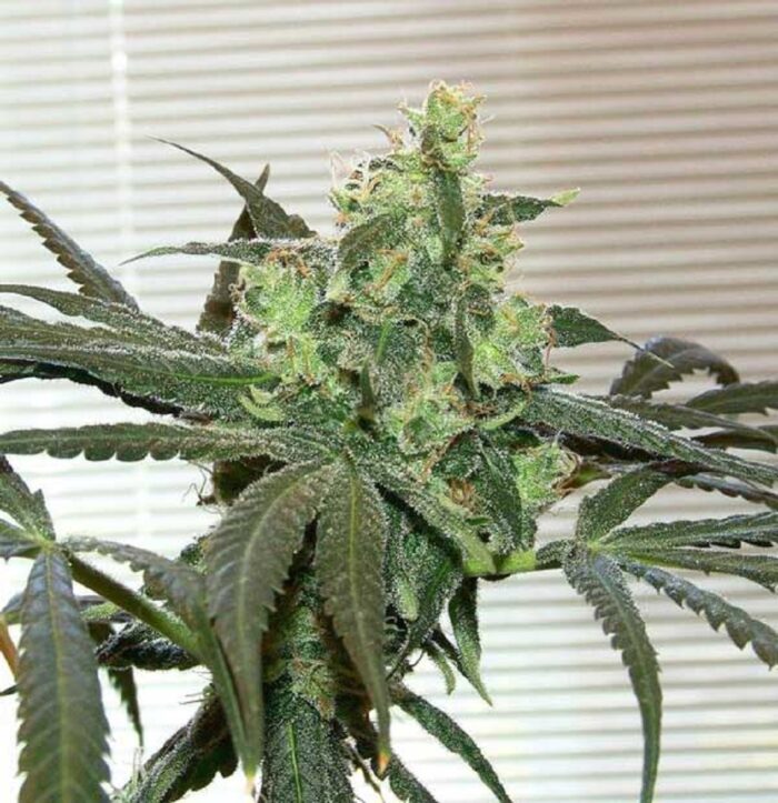 Super Lemon Haze