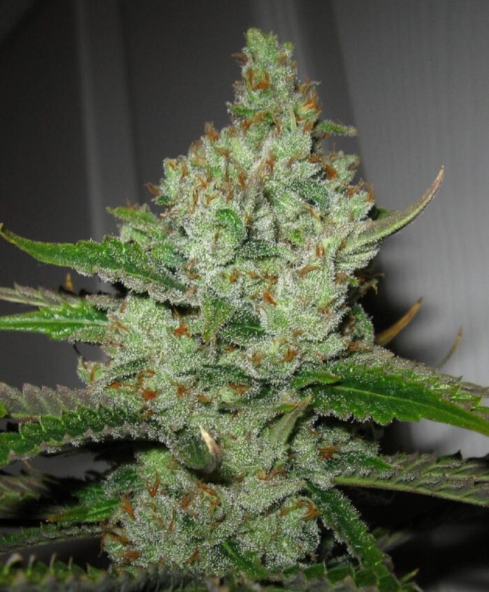 Super Lemon Haze