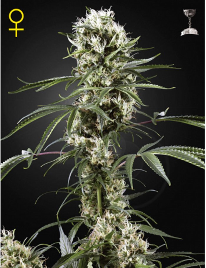 Super Lemon Haze