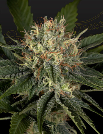 Super Lemon Haze x Banana Punch