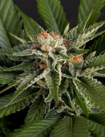 Super Lemon Haze x Gelato