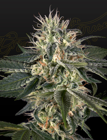 Super Lemon Haze x Strawberry Banana x Bubba Kush