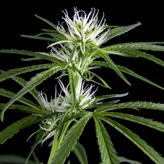 Super Silver Haze