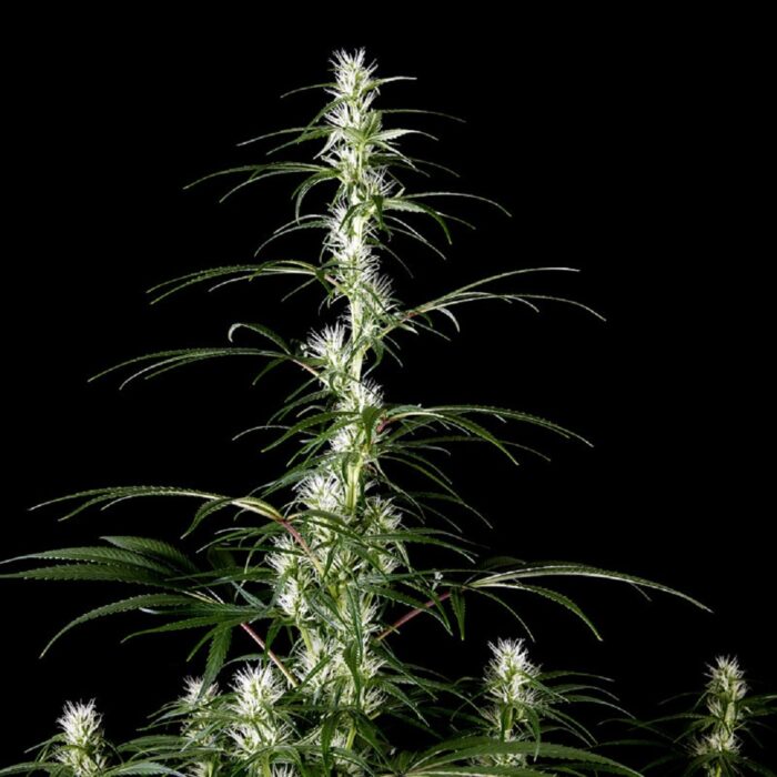 Super Silver Haze