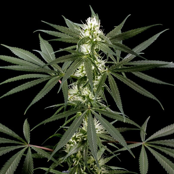 Super Silver Haze