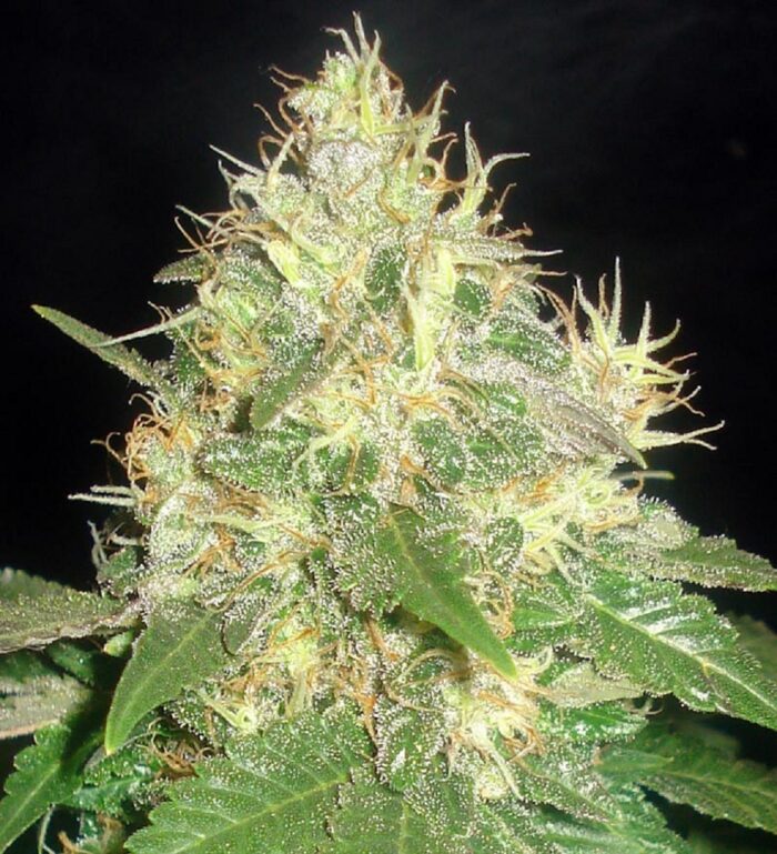 Sweet Mango Auto