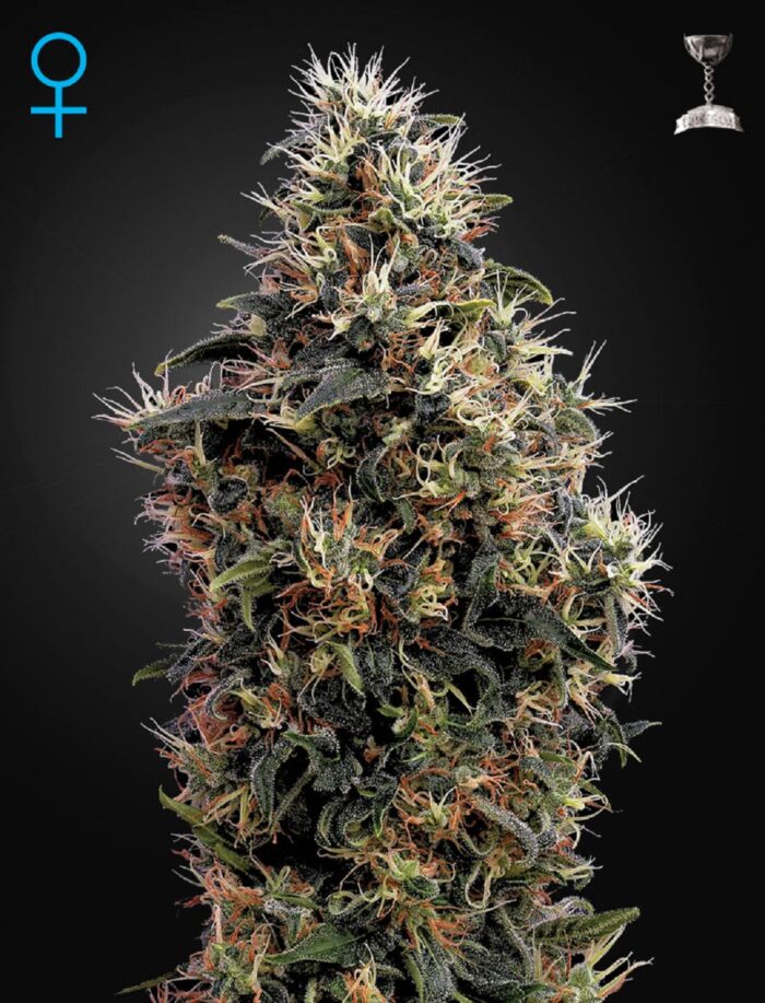 Sweet Mango Auto