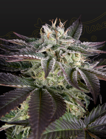 Sweet Valley Kush x Amnesia x Dosidos