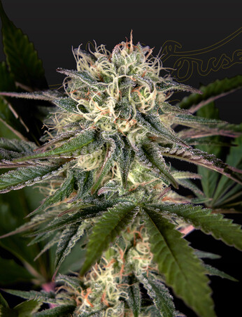 Sweet Valley Kush x Swaziland