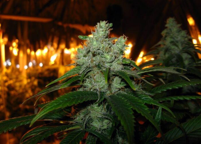 Train Wreck