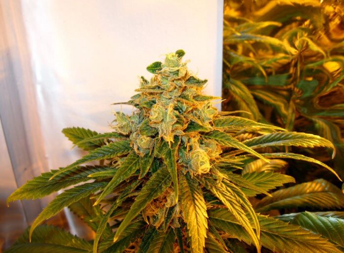Train Wreck