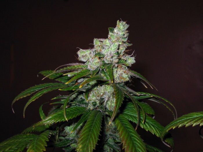 Train Wreck