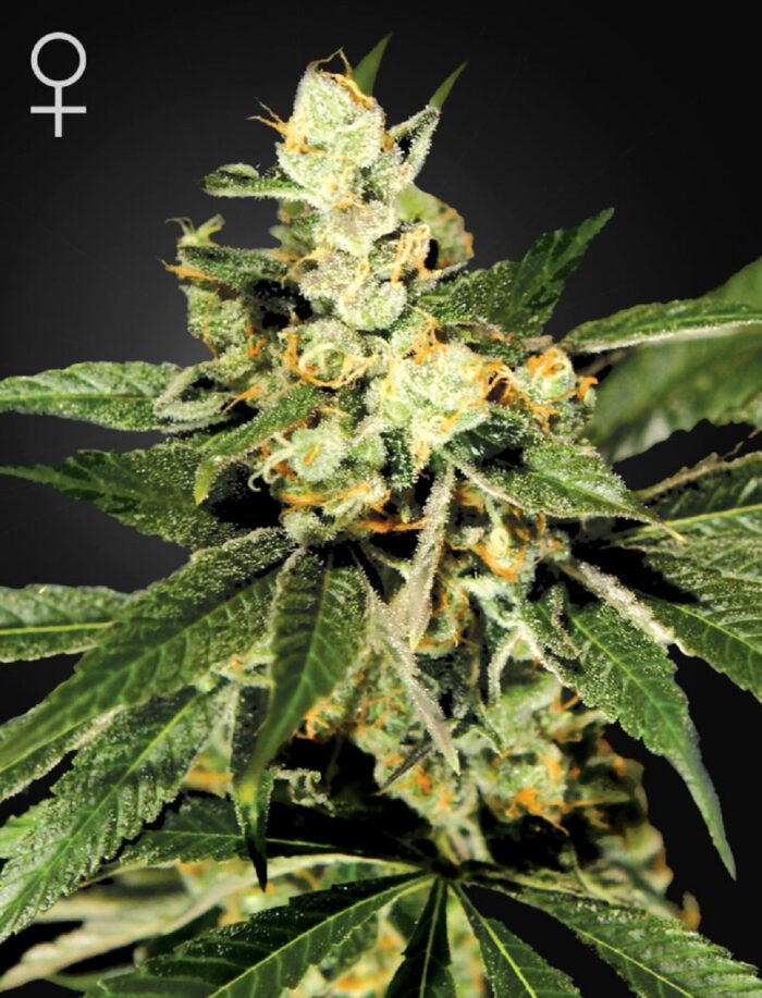 Train Wreck