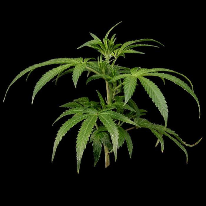 White Rhino